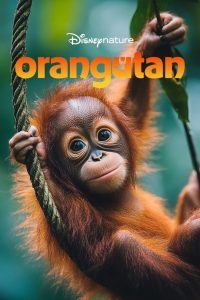 Orangutan (2026) Sinhala Subtitle | බෝර්නියෝ වැසි වනාන්තරය මැද, තරුණ ඔරංඔටන් කෙනෙකුගේ පළමු ගමන